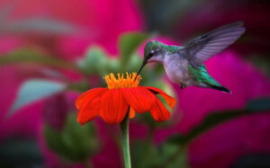 Mexican Sunflower