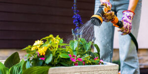 Watering of Plants
