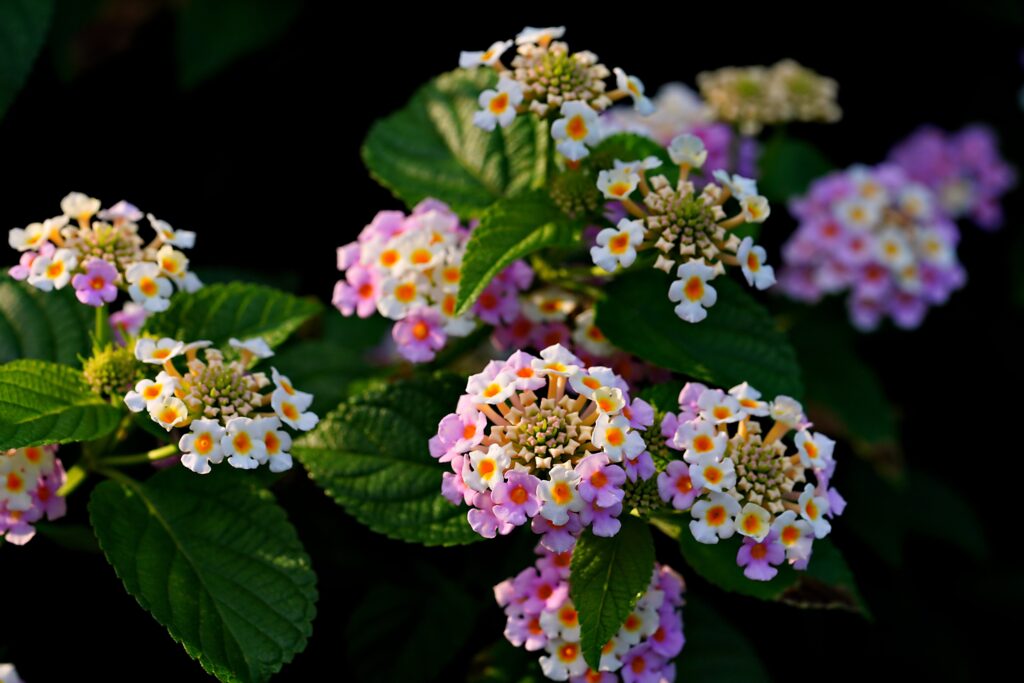Lantana in Pink color