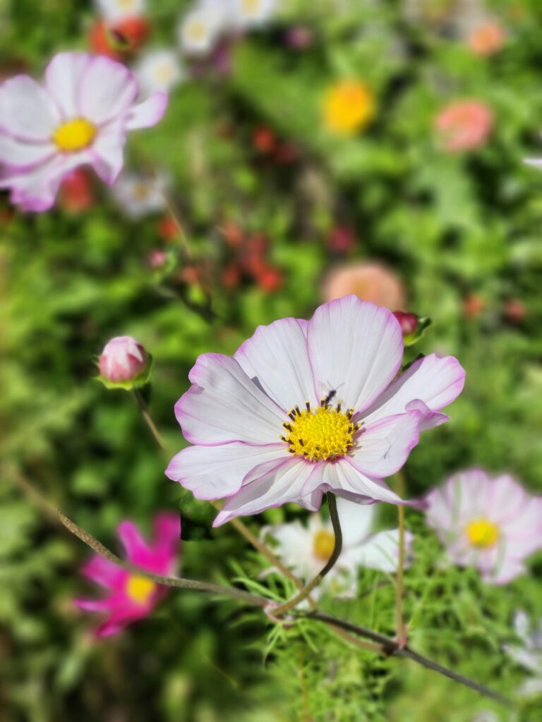 Cosmos Flower