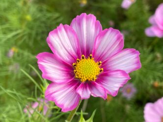Cosmos Flower