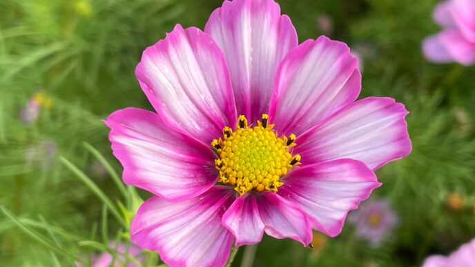 Cosmos Flower
