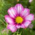 Cosmos Flower