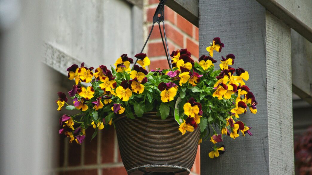 Hanging Basket Flowers