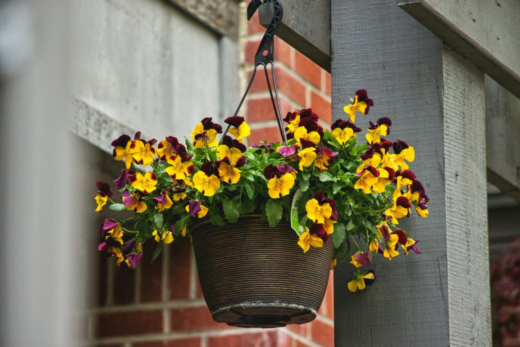 Hanging Basket Flowers
