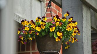 Hanging Basket Flowers