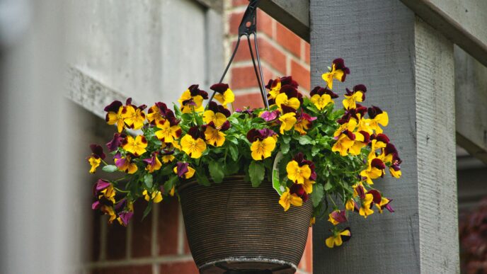 Hanging Basket Flowers