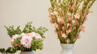 Polianthus Tuberose