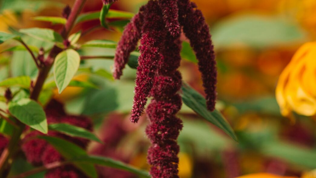 Amaranthus Flower