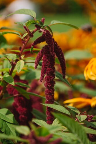 Amaranthus Flower