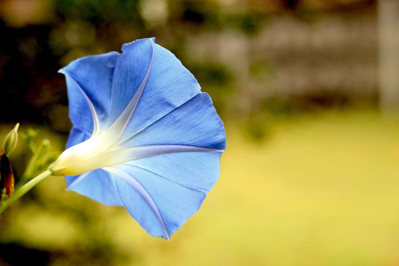 How to Grow and Care for Morning Glory Flowers: A Complete Guide ...