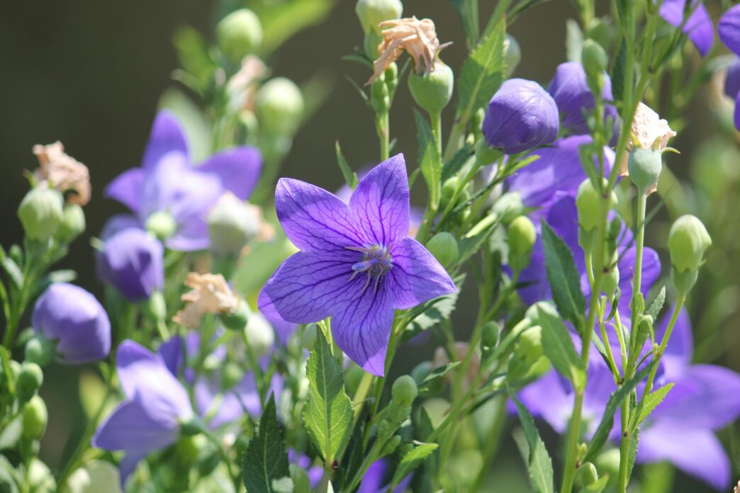 Balloon Flowers