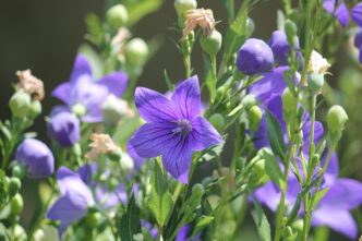 Balloon Flowers