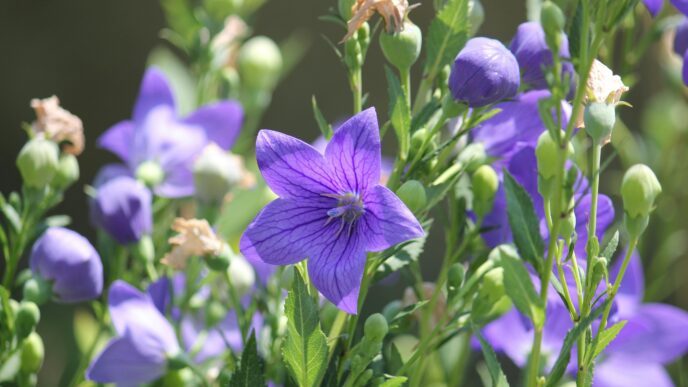 Balloon Flowers
