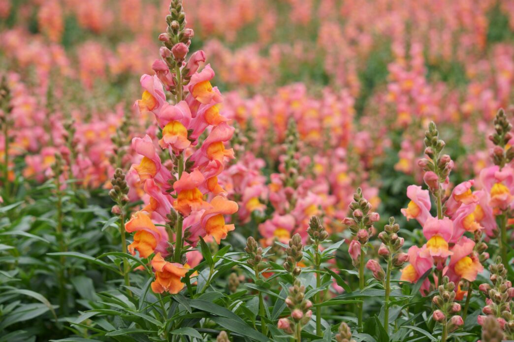 Snapdragon Flowers