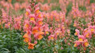 Snapdragon Flowers