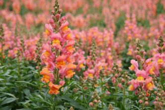 Snapdragon Flowers