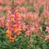 Snapdragon Flowers