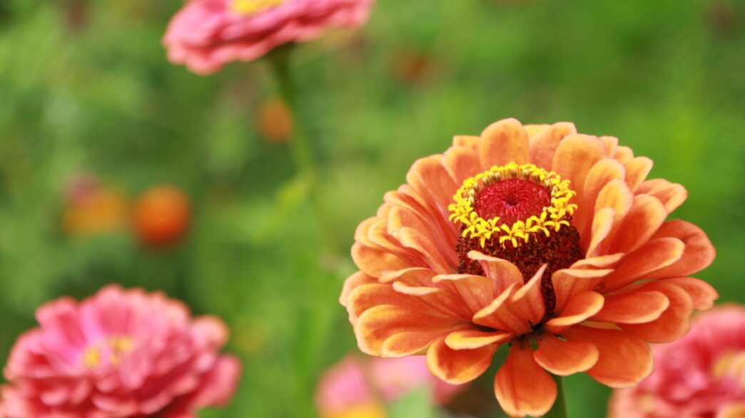 Zinnia Flowers