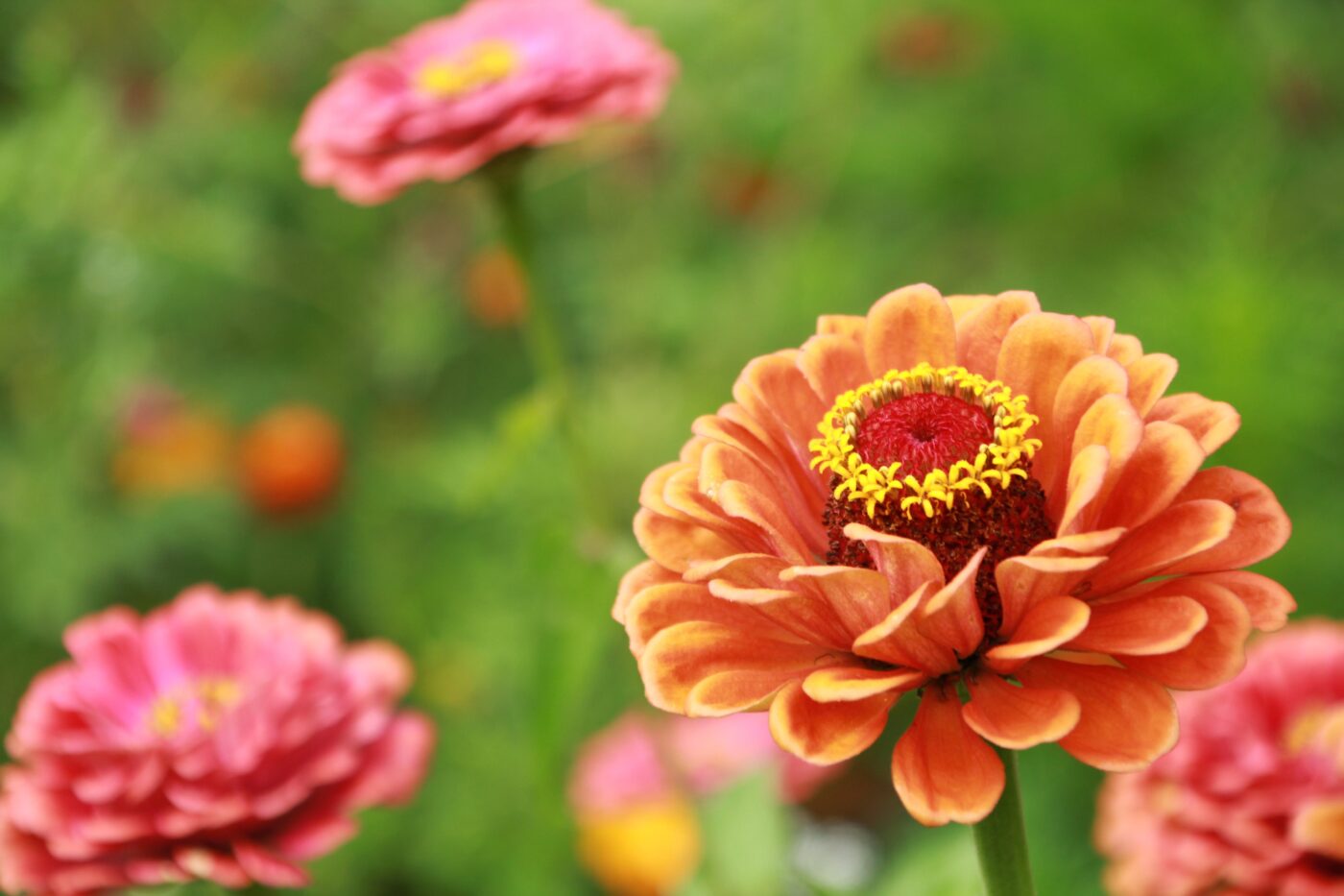 Zinnia Flowers