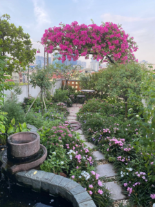 Rooftop Gardening in Pakistan