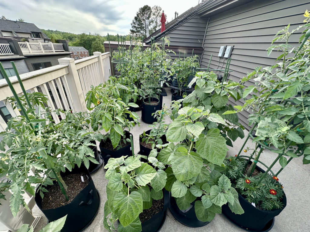 Grow bags used in rooftop gardening