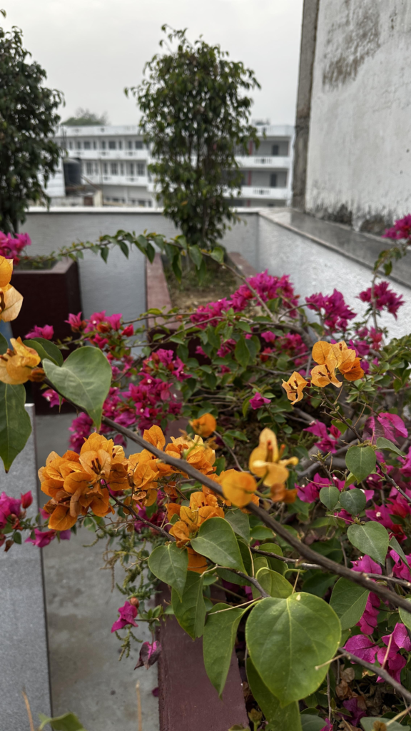 Rooftop Gardening in Pakistan Cities like Lahore