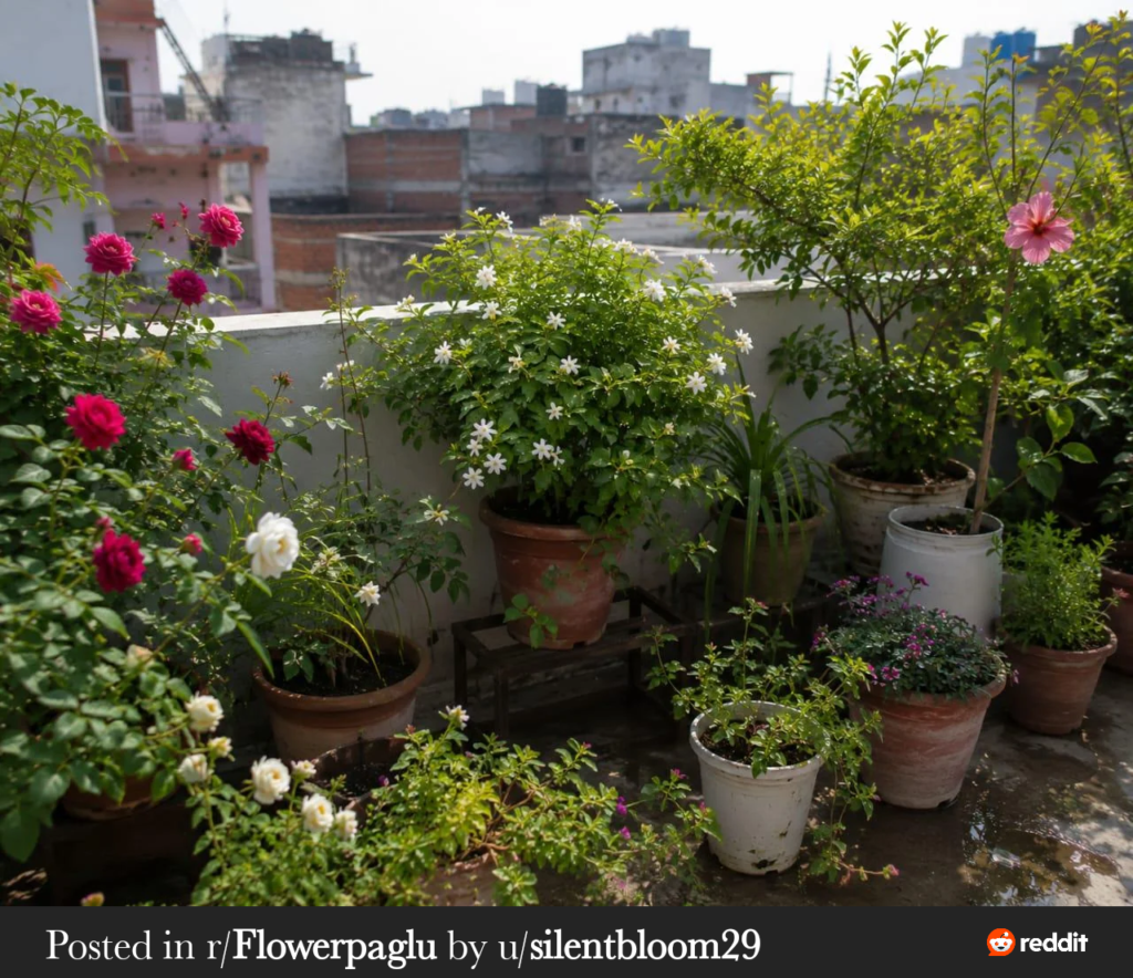 Rooftop Gardening in Karachi