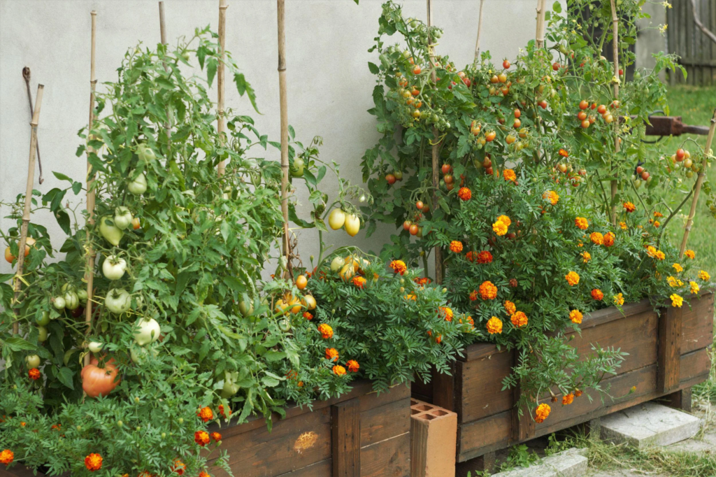 Companion Plantation of Flowers and Vegetables