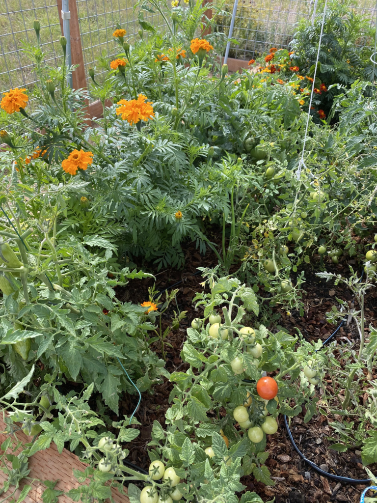 Companion Plantation of Marigold and Tomatoes
