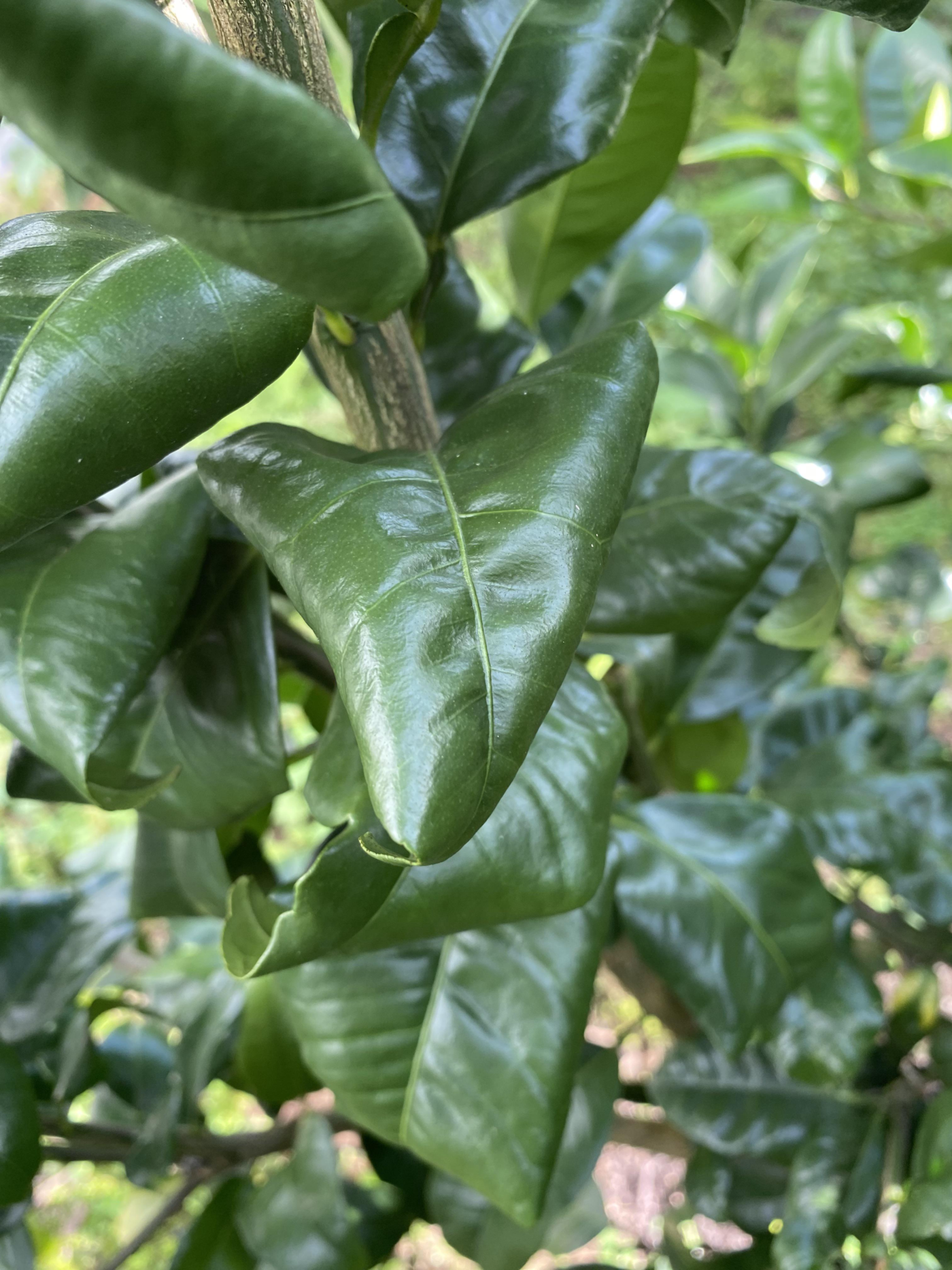 Citrus Leaves curling