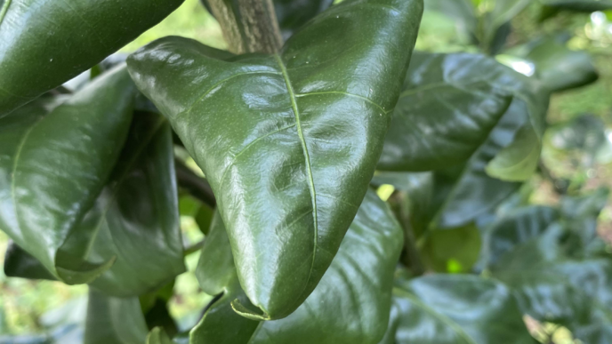 Citrus Leaves curling