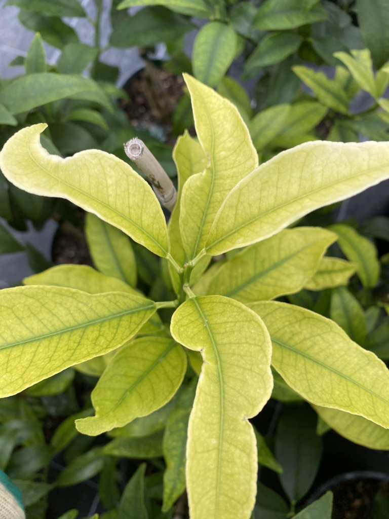 Nitrogen Deficiency in Citrus Plant