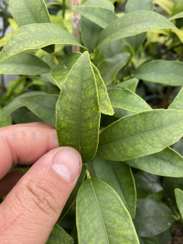 Nutrient Deficiency in citrus