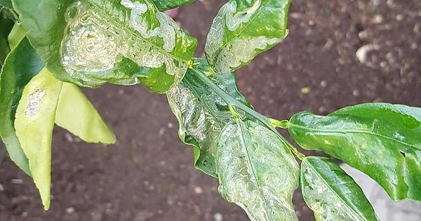 Leaf Miner attack on citrus