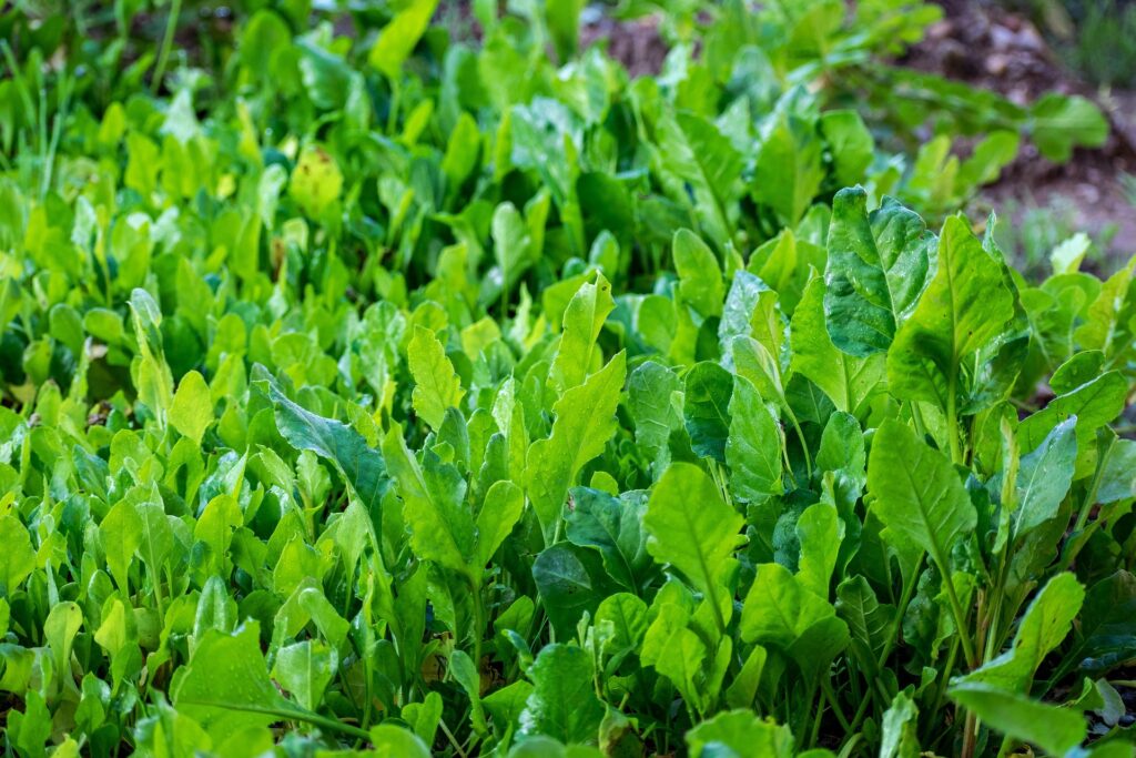 Spinach Vegetable in Kitchen gardening 