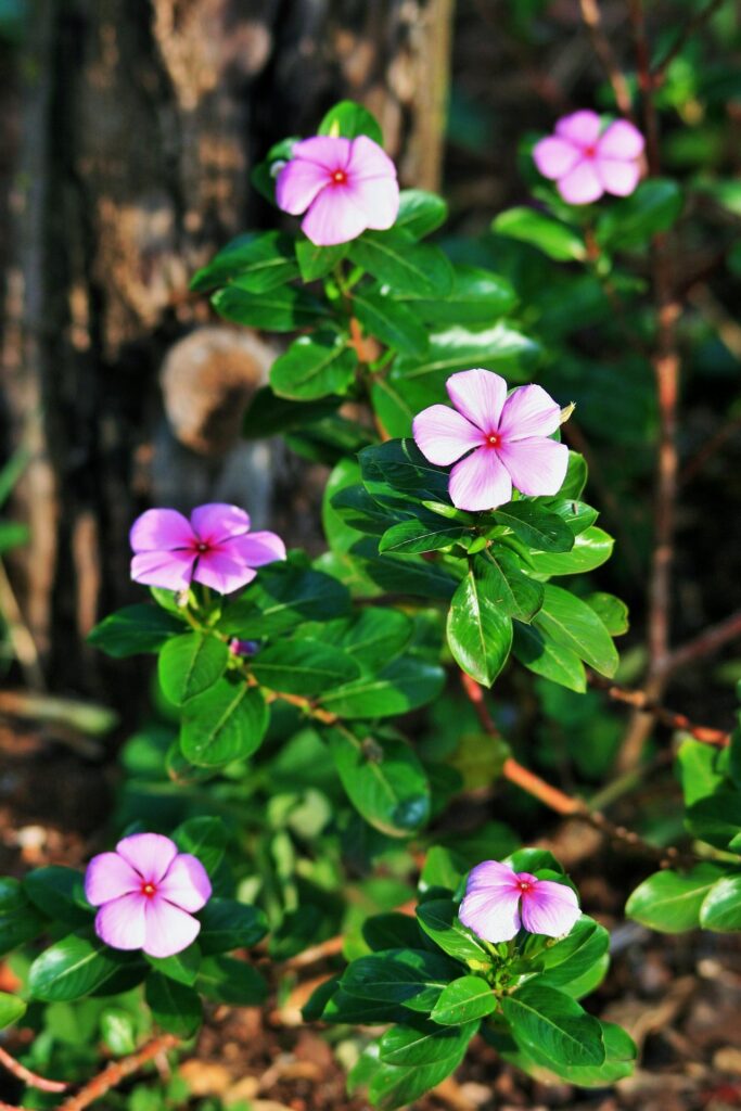 Vinca Flowering Plant