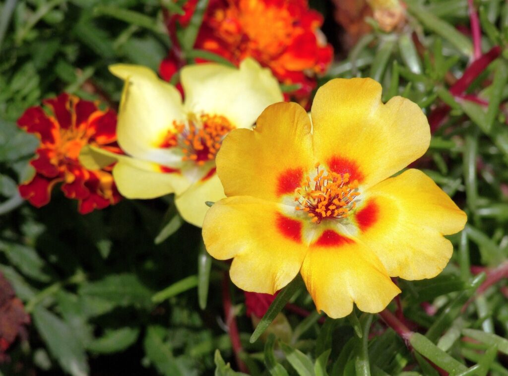 Portulaca Plant a Ground Cover Flowering Plant