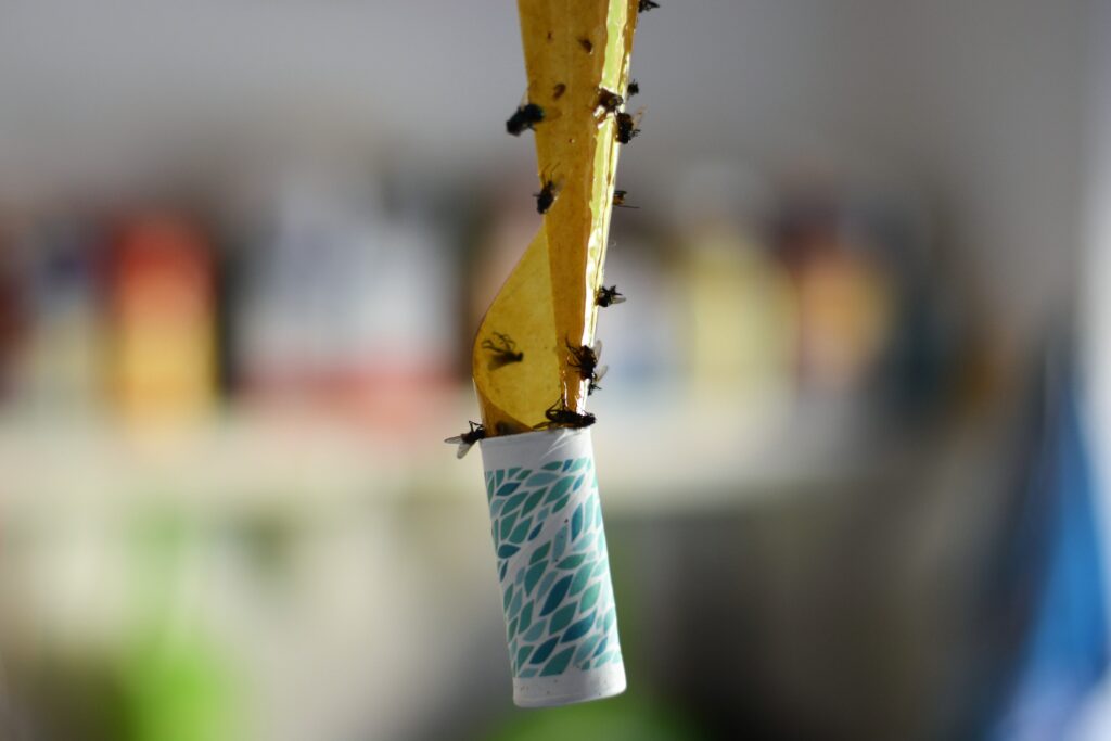 Yellow Sticky traps