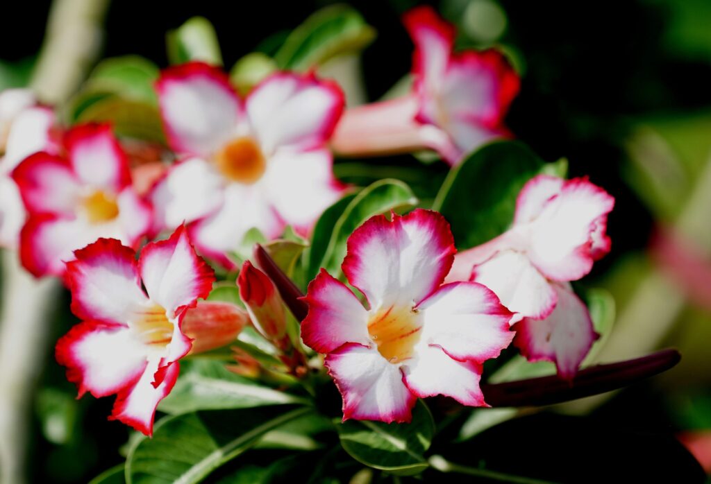 Adenium or Desert Rose Plant