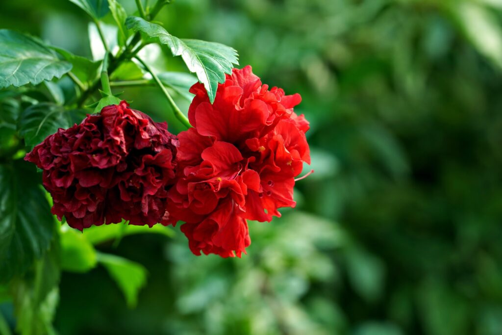 Hibiscus or Chinese Rose Plant