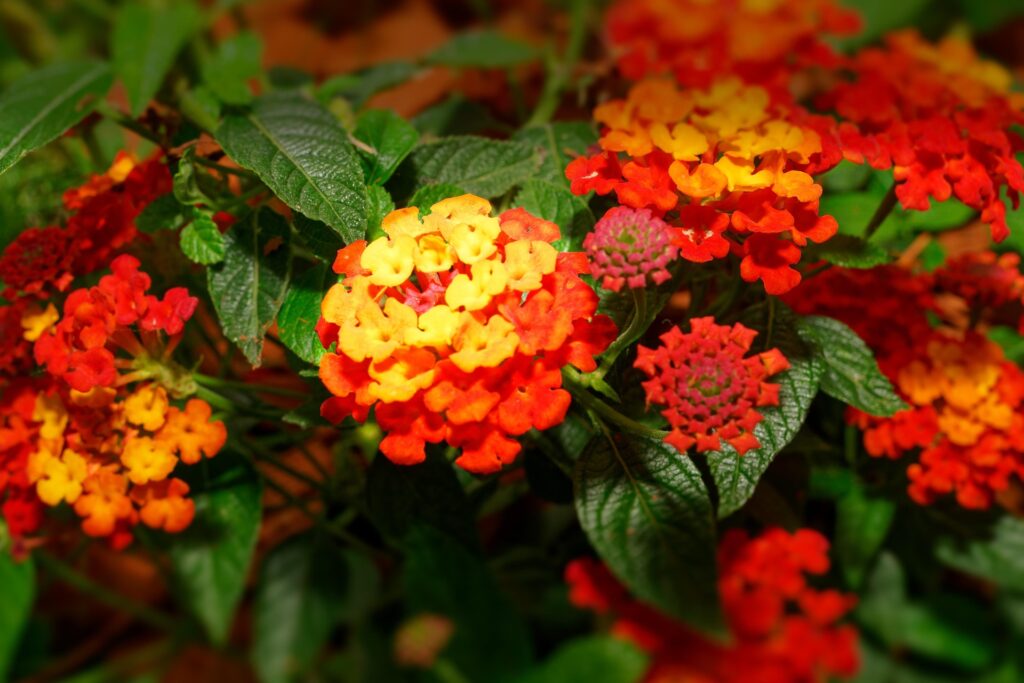 Lantana Beautiful Flowering Plant