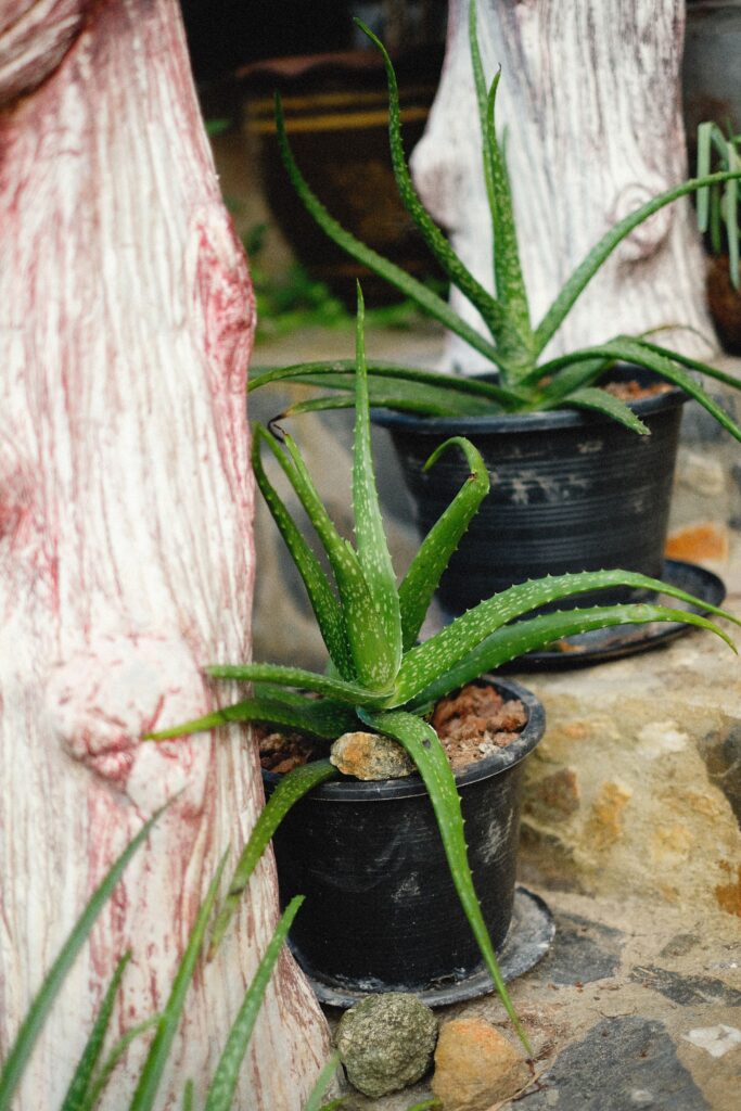 Aloe Vera Plant in Outdoor Space