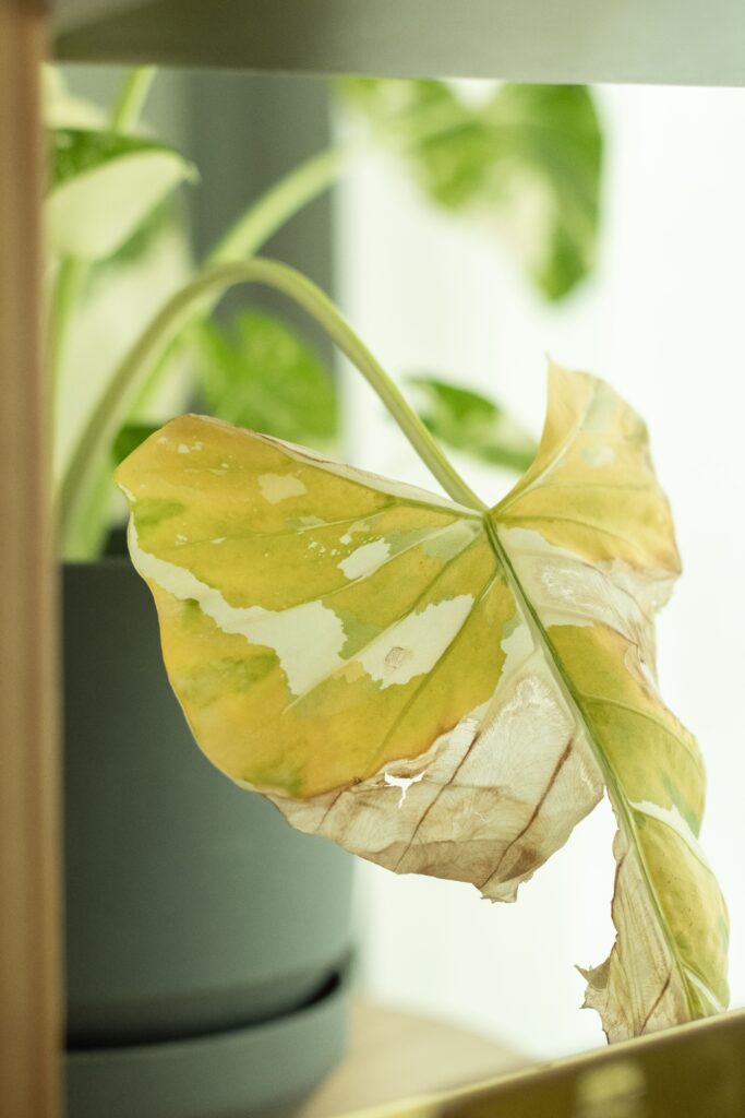 Money plant leaves are yellow