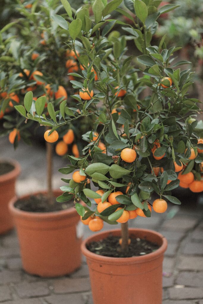 Citrus Plants grown in Pots 