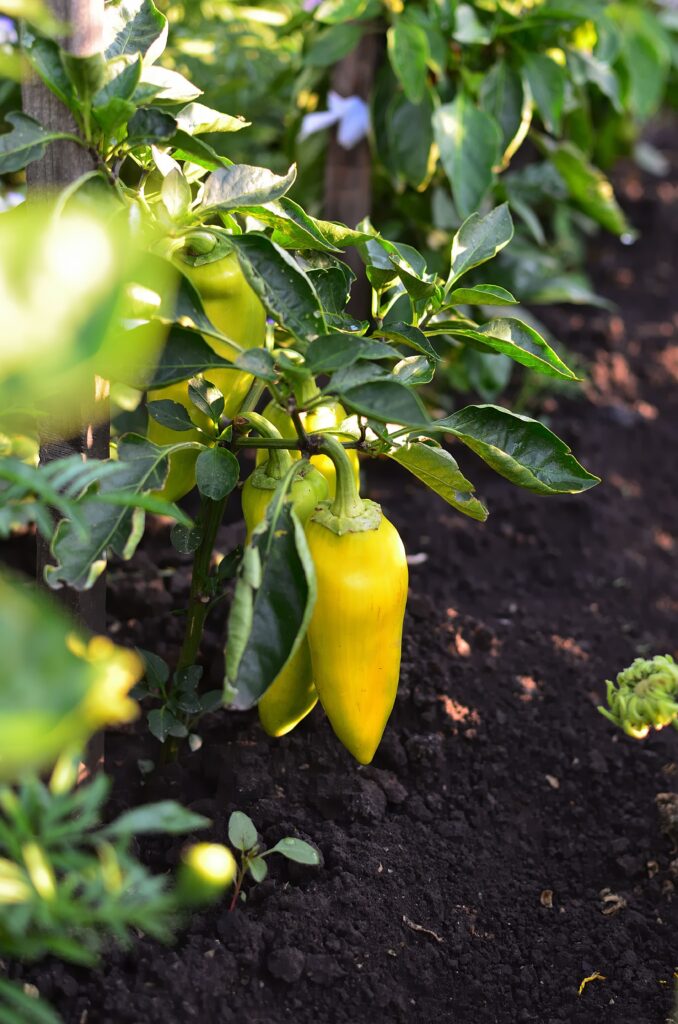 Chilies grown in kitchen gardening