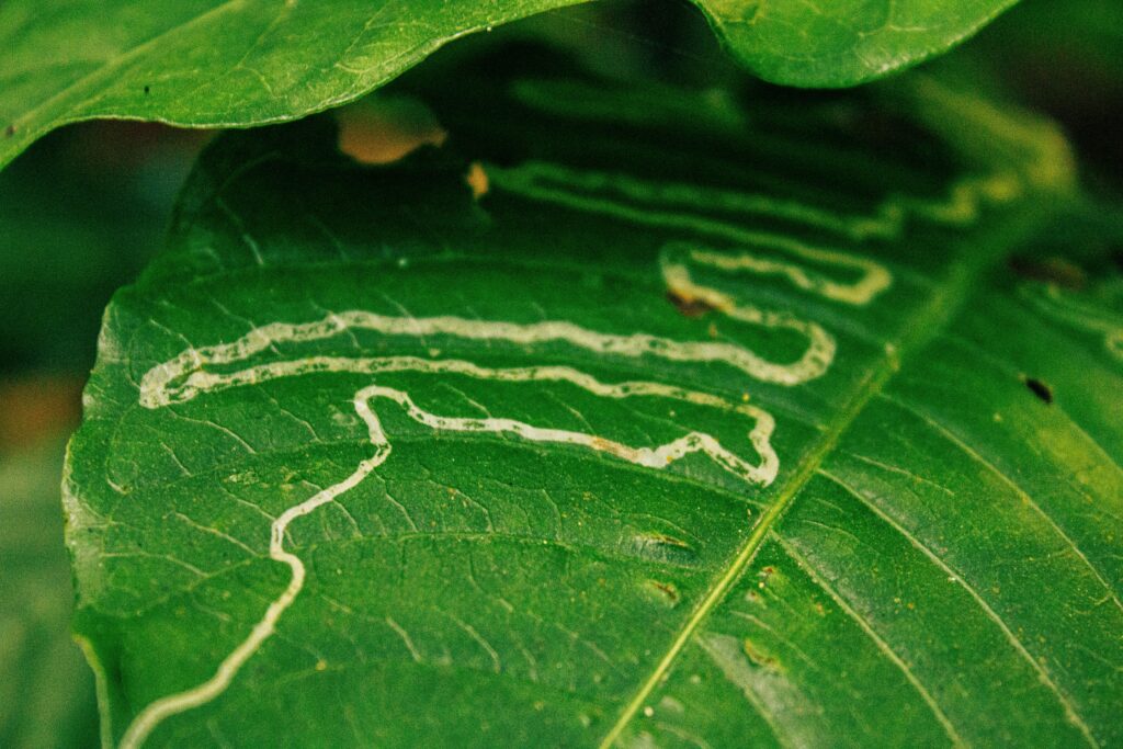 Leaf miner attack on citrus plant