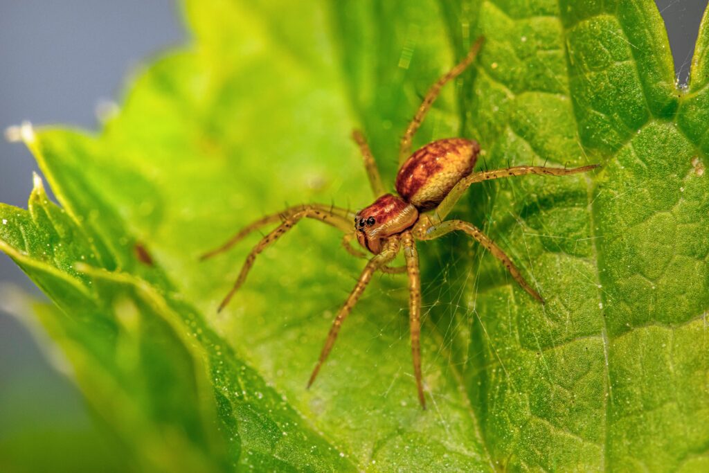 Spider Mites attack on Houseplants