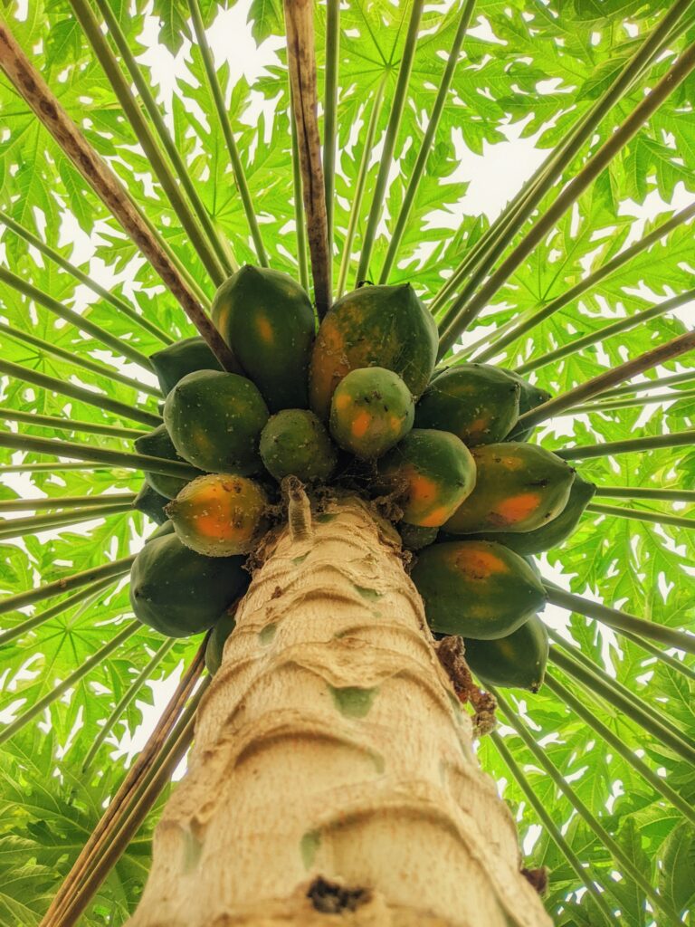 Papaya Fruit Grown in Lahore