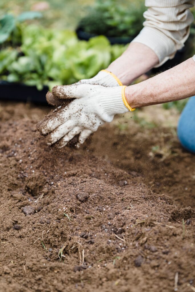 Well Rotten Farm Yard Manure